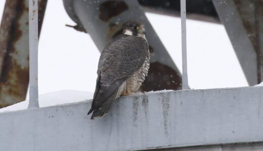 ハヤブサ ―Peregrine Falcon