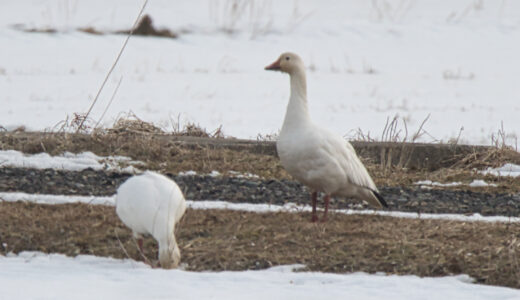 ハクガン ―Snow Goose
