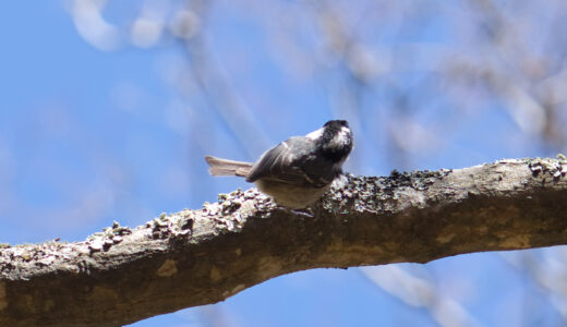 ヒガラ ―Coal Tit