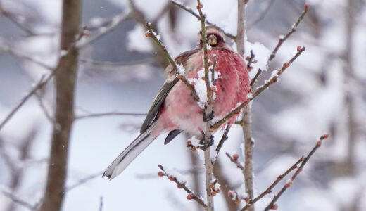 ベニマシコ ―Long-tailed Rosefinch