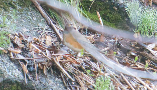 マミチャジナイ ―Eyebrowed Thrush