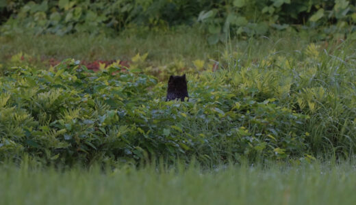 ツキノワグマを知り、里山活動に活かす話