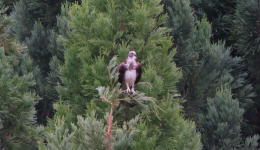 ミサゴ ーOsprey