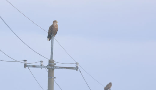 秋田の野鳥2022年12月｜沿岸地域