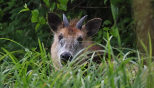 ニホンカモシカ（Japanese serow）