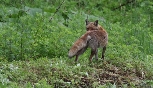 ホンドギツネ　ーJapanese Red Fox