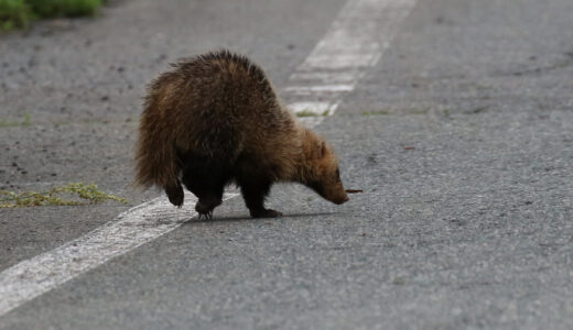 ニホンアナグマ　ーJapanese badger