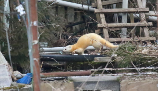 野生動物たち
