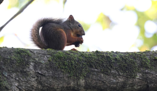 ニホンリス（ホンドリス）ーJapanese Squirrel
