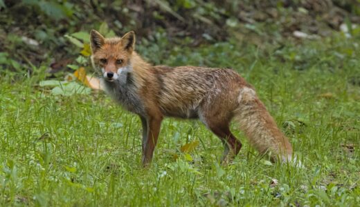 ホンドギツネ　ーJapanese Red Fox