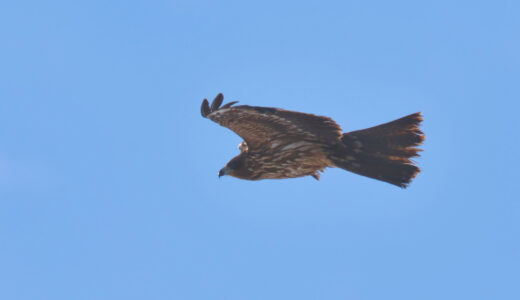 秋田の野鳥2023年1月｜沿岸地域