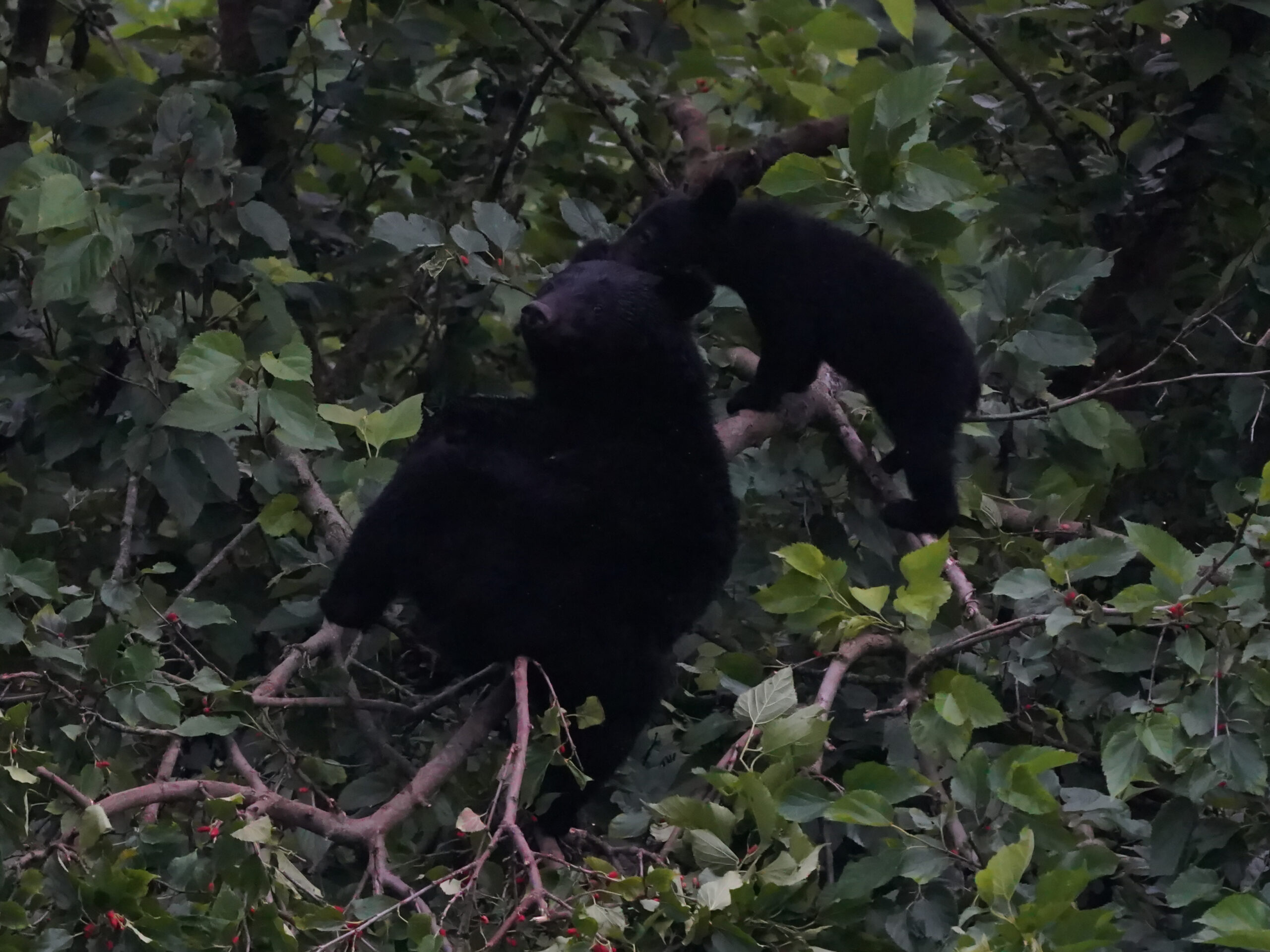 ニホンツキノワグマ | 勇ブログ -ISAMU-