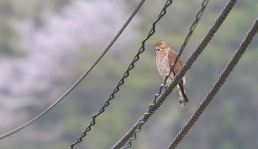 サシバ　ーGrey-faced Buzzard
