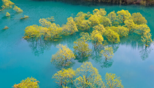 春に現れる水没林　秋扇湖・宝仙湖