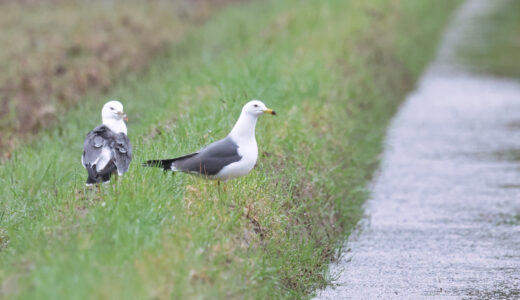 ウミネコ　ーBlack-tailed Gull