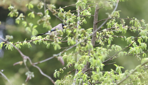 イカル　ーJapanese Grosbeak
