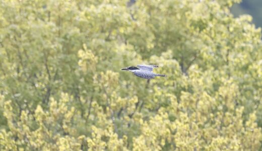 秋田の野鳥2023年5月｜渓流・森林