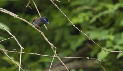 サンコウチョウ　ーJapanese Paradise Flycatcher