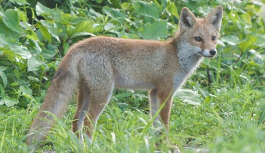 秋田の野鳥2023年7月｜森林と都市部