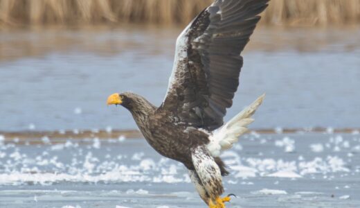 タカ科の野鳥たち