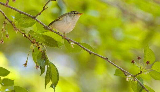 ムシクイ科の野鳥たち