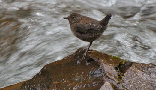 カワガラス科の野鳥