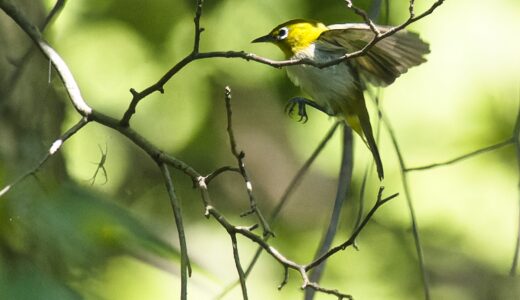 メジロ科の野鳥たち