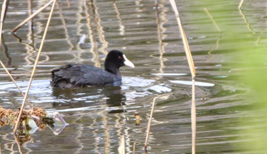 クイナ科の野鳥たち