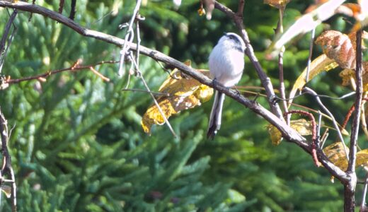 エナガ科の野鳥