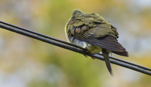 ハト科の野鳥たち