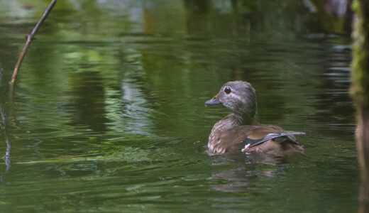 カモ科の野鳥たち