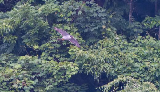 ハヤブサ科の野鳥たち