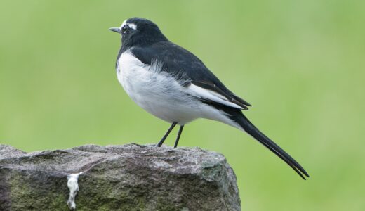 セキレイ科の野鳥たち