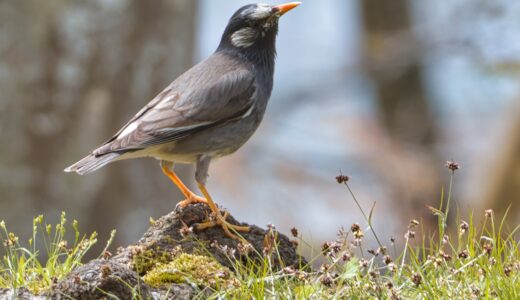 ムクドリ科の野鳥たち