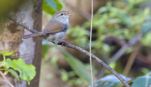 ウグイス科の野鳥たち