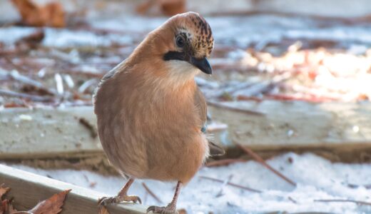 カラス科の野鳥たち