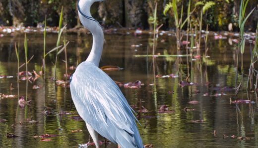 サギ科の野鳥たち