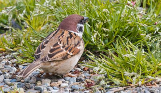 スズメ科の野鳥たち