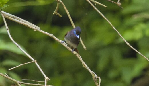 カササギヒタキ科の野鳥たち