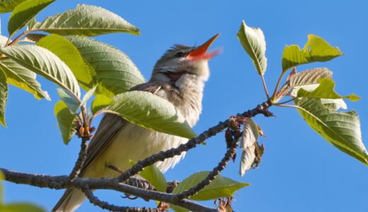 ヨシキリ科の野鳥たち