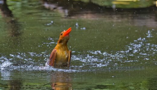 カワセミ科の野鳥たち