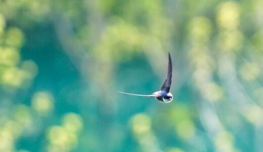 ツバメ科の野鳥たち