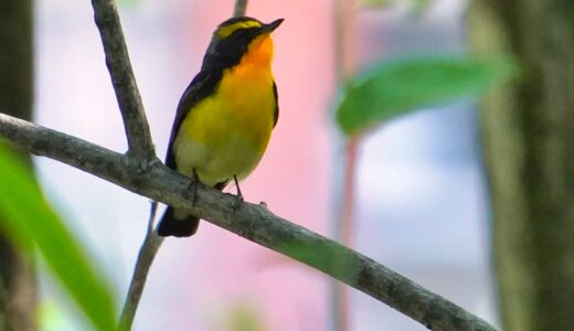 ヒタキ科の野鳥たち