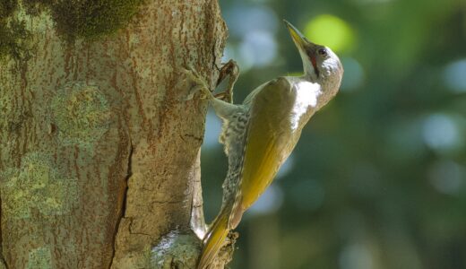 キツツキ科の野鳥たち