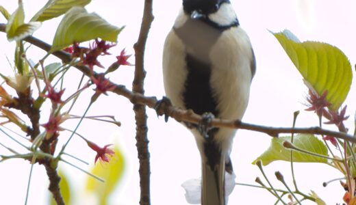 シジュウカラ科の野鳥たち