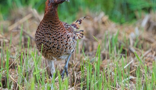 キジ科の野鳥たち