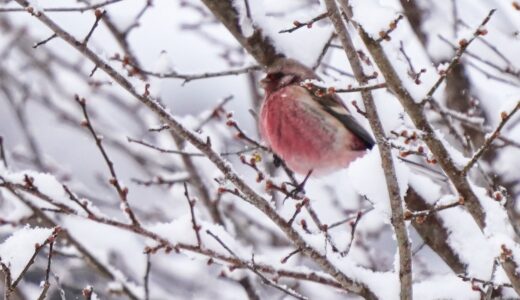 アトリ科の野鳥たち