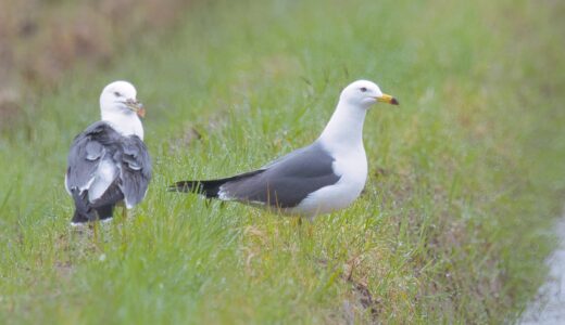 カモメ科の野鳥たち