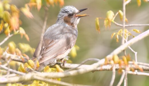 ヒヨドリ科の野鳥たち