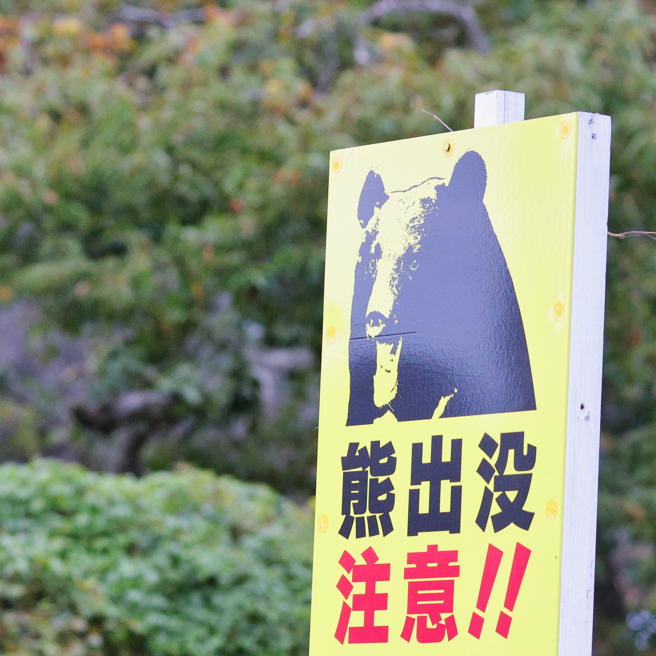 ツキノワグマのフィールドサインまとめ | 勇ブログ -ISAMU-